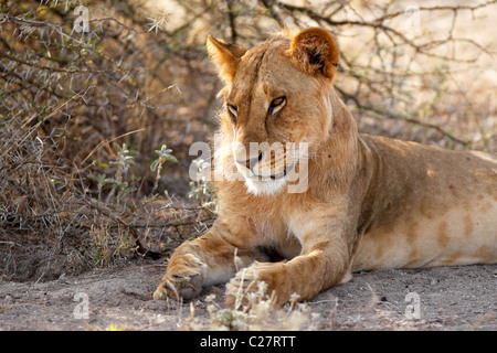 Un giovane leone maschio in appoggio all'ombra nel Samburu riserva nazionale, Kenya Foto Stock