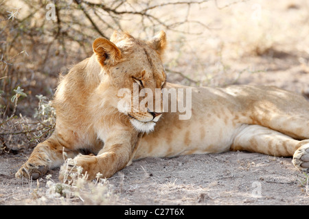 Un giovane leone maschio in appoggio all'ombra nel Samburu riserva nazionale, Kenya Foto Stock