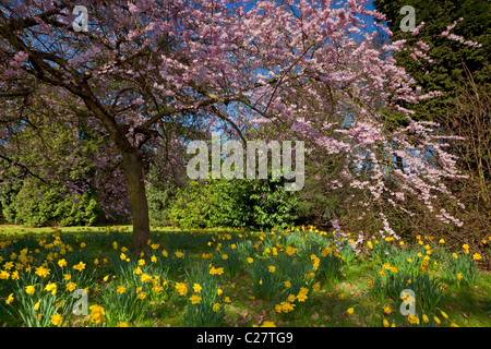 Ciliegio in fiore di narcisi in primavera Nottingham Nottinghamshire Inghilterra GB UK EU Europe Foto Stock