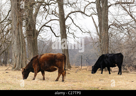 Due Highland scozzesi le mucche al pascolo in pascolo. Foto Stock