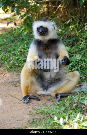 Un Diademed sifaka Madagascar Foto Stock