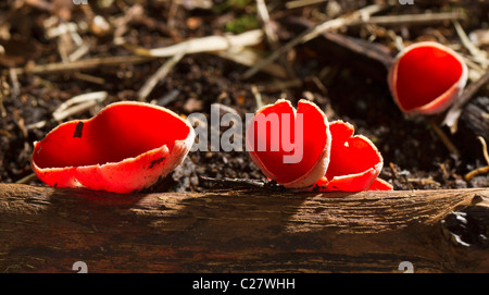 Scarlet elf cup (Sarcoscypha coccinea o Peziza coccinea) Foto Stock