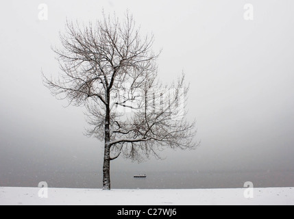 l'albero di inverno Foto Stock