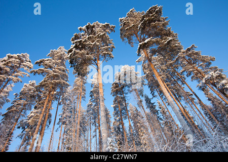 Coltivazione di pini in inverno ( Pinus sylvestris ) nella foresta di taiga , Finlandia Foto Stock