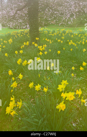 Ciliegio in fiore di narcisi in primavera Nottingham Nottinghamshire Inghilterra GB UK EU Europe Foto Stock