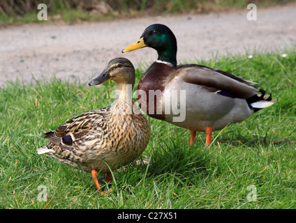 Una coppia di anatre germano reale (Anas platyrhynchos), Highley, Shropshire, Inghilterra Foto Stock