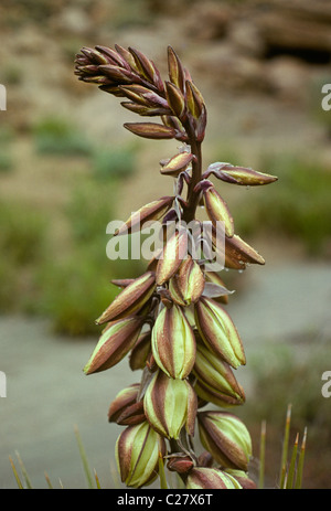 Un agave o secolo impianto pronto a fiorire dopo un deserto tempesta di pioggia nella Gila Wilderness del sud del New Mexico Foto Stock
