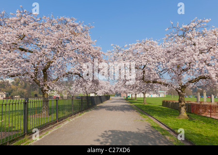 Fioritura dei ciliegi sugli alberi nel campus del Nottingham University Park di Nottingham Nottinghamshire Inghilterra GB UK Europa Foto Stock