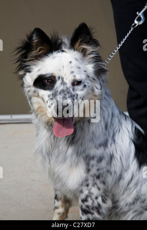 Un pastore australiano cane attende il suo padrone a prendere lui per una passeggiata Foto Stock