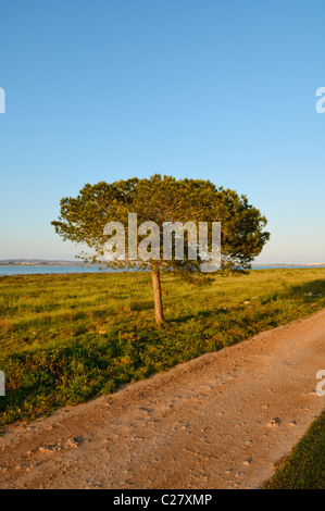 Pino dal lago di sale De La Mata in La Mata parco naturale, Torrevieja, Provincia di Alicante, Spagna. Foto Stock