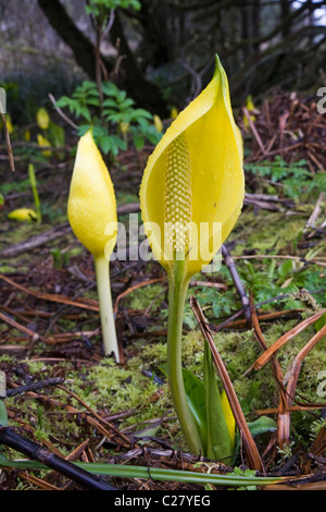 Un cavalletto di Skunk cavolo in una palude in western Oregon Foto Stock