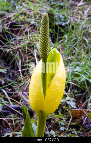 Un cavalletto di Skunk cavolo in una palude in western Oregon Foto Stock