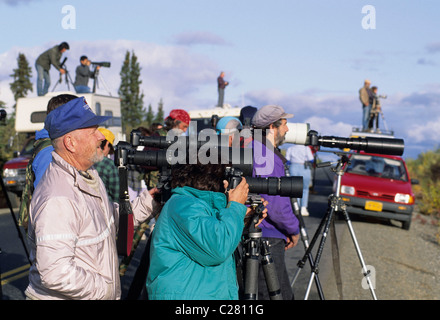 Bull alci, Parco Nazionale di Denali, Alaska, caduta rut, maschio alci, guardare la gente alci, parco i visitatori, la fauna selvatica, pericolo Foto Stock