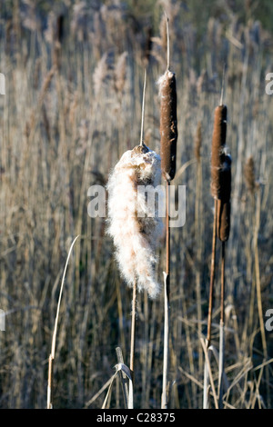 Giunco di palude dal lago ghiacciato inverno Poynton Park cheshire england Foto Stock