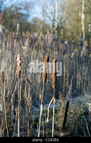 Giunco di palude dal lago ghiacciato inverno Poynton Park cheshire england Foto Stock