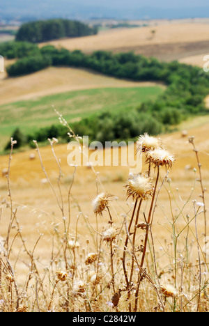 Asciugare il thistle piante (messa a fuoco selettiva su impianti a secco in primo piano) Foto Stock