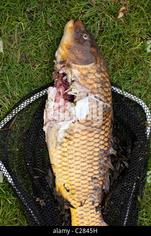 La carpa comune (Cyprinus carpio), parzialmente consumato da una lontra (Lutra lutra) da un laghetto in giardino in un giardino. Ingham, Norfolk. Foto Stock