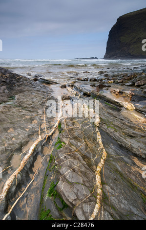 Geologia costiera a Crackington Haven, Cornwall, Regno Unito, mostrando le vene di quarzo nella roccia, marzo 2010. Foto Stock