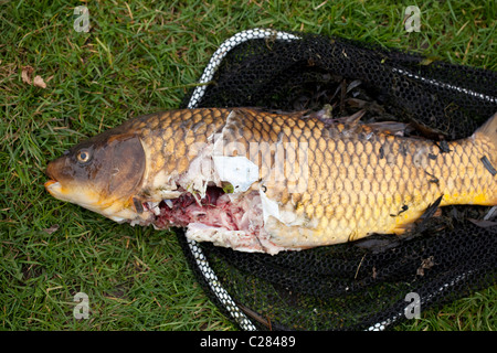 La carpa comune (Cyprinus carpio), parzialmente consumato da una lontra (Lutra lutra) da un laghetto in giardino. Ingham, Norfolk. Foto Stock