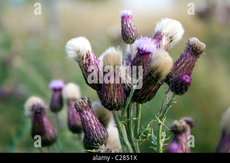 Cirsium arvense, creeping thistle Foto Stock