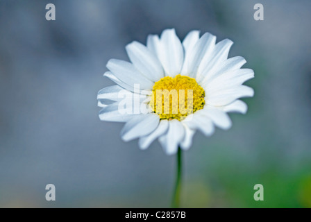 Matricale Daisy. Tanacetum parthenium Foto Stock