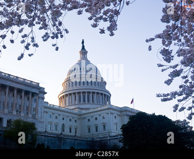 Campidoglio di Washington DC e accesa la mattina presto con fiori di ciliegio che incorniciano la cupola dell'edificio Foto Stock