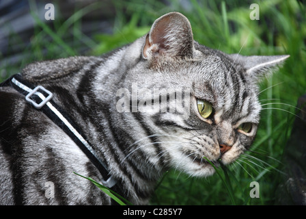 Tabby cat mangiare erba Foto Stock