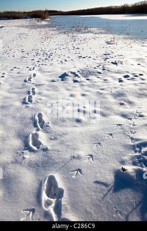 Animali e tracce di uccelli nella neve Gwent livelli Wales UK Foto Stock