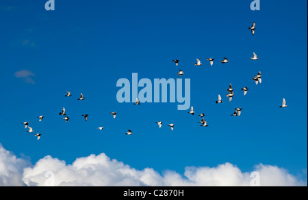 Stormo di colombe in volo Llanfoist Wales UK Foto Stock