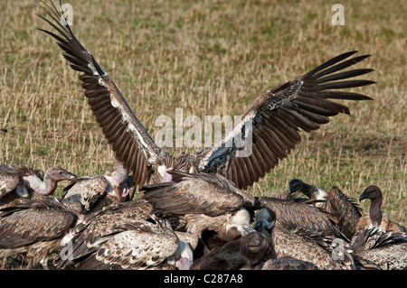 Alimentazione avvoltoi sulla carcassa, Masai Mara riserva nazionale, Kenya, Africa Foto Stock