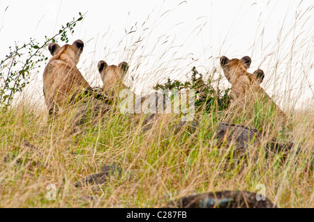 Vista posteriore di quattro Lion Cubs, Panthera leo, Masai Mara riserva nazionale, Kenya, Africa Foto Stock
