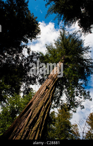 Un enorme albero di sequoia visto a Big Basin Redwoods State Park vicino a Boulder Creek, California. Foto Stock