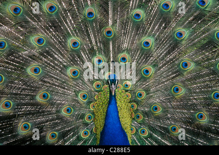 Peacock visualizzazione di piume di coda. Foto Stock