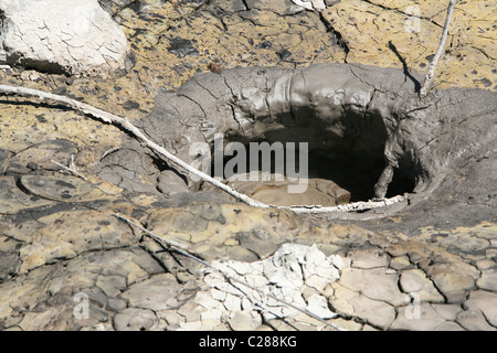 Parco Kuirau sorgenti termali e piscine di fanghi caldi Rotorua Isola del nord della Nuova Zelanda Foto Stock