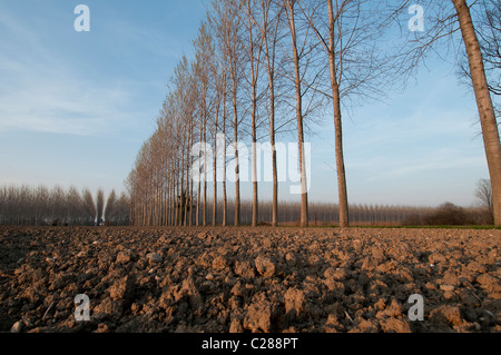 Una linea di alberi nel paese Foto Stock