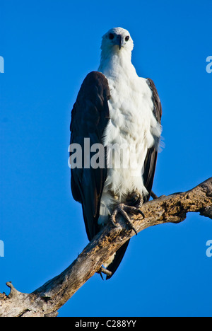 Un bianco-mare panciuto-eagle con artigli affilati sono ' appollaiati su un ramo di albero. Foto Stock