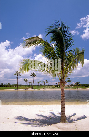 Palme linea una spiaggia in Naples, Florida, Stati Uniti d'America Foto Stock