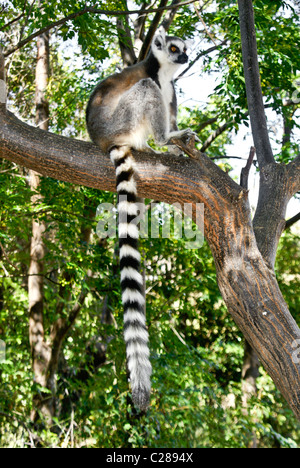 Anello-tailed lemur seduta nella struttura ad albero, Anja Park, Madagascar Foto Stock