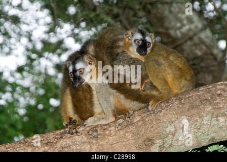 Rosso-marrone fronteggiata lemuri, Madagascar Foto Stock