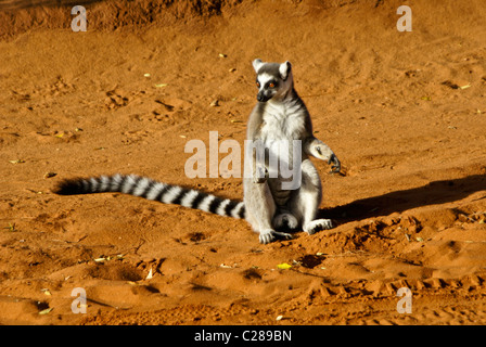 Anello-tailed lemur ensoleillement stesso, Madagascar Foto Stock