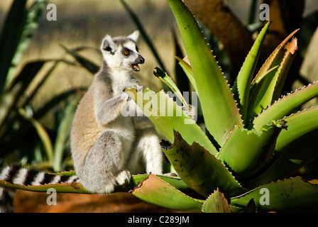 Anello-tailed lemur alimentazione su aloe, Madagascar Foto Stock