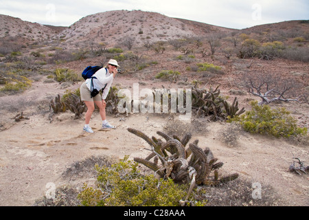 Fotografare nella foresta di cactus a Isla Danzante, Mare di Cortez, Baja California, Messico. Foto Stock