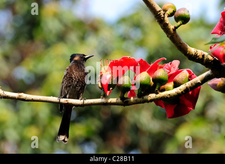 Un rosso-sfiatato Bulbul (usignolo) seduto su una seta-cotton tree ramo con fiori di colore rosso in inizio di mattina di sole primaverile con spazio di copia Foto Stock