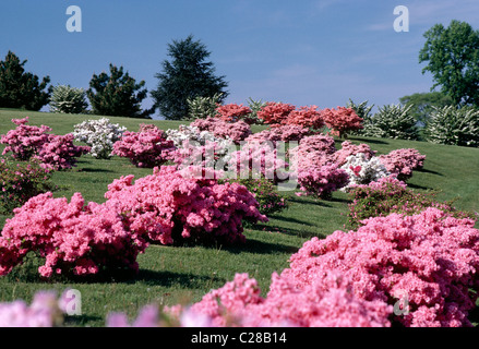 Azalee in fiore a Winterthur Museum & Gardens, Wilmington, Delaware, STATI UNITI D'AMERICA Foto Stock