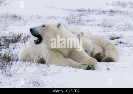 Orso polare madre e lupetti coccolare all'inizio dell'inverno la neve. Foto Stock