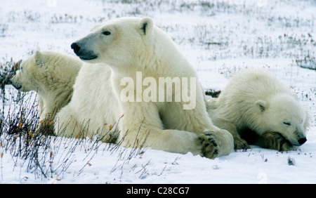 Orso polare madre e lupetti coccolare all'inizio dell'inverno la neve. Foto Stock
