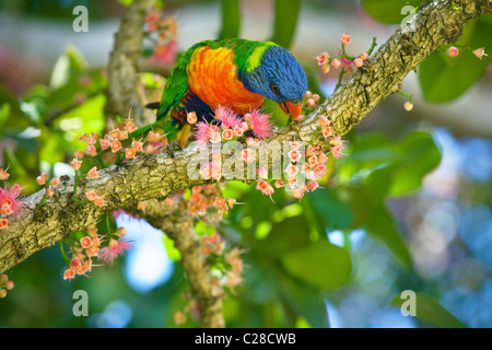 Pappagallo australiano il rainbow lorikeet in Sydney park Botanic Gardens mangiare alberi tropicali fiori dal cauliflory. Foto Stock