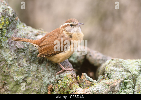 Carolina Wren Foto Stock