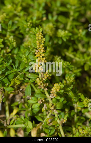 Smooth Rupturewort (Herniaria glabra), levetta di fioritura. Foto Stock