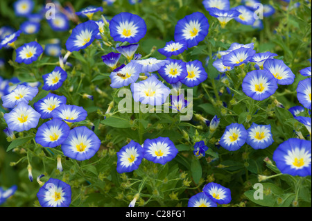 Dwarf gloria di mattina (Convolvulus tricolore), fioritura. Foto Stock